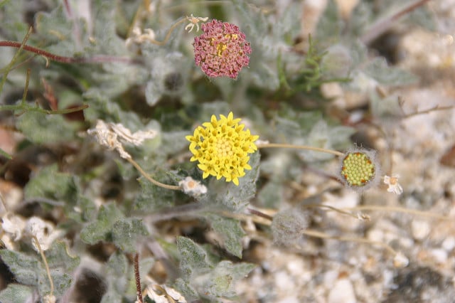 Chaenactis fremontii