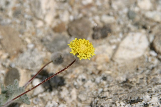 Chaenactis fremontii