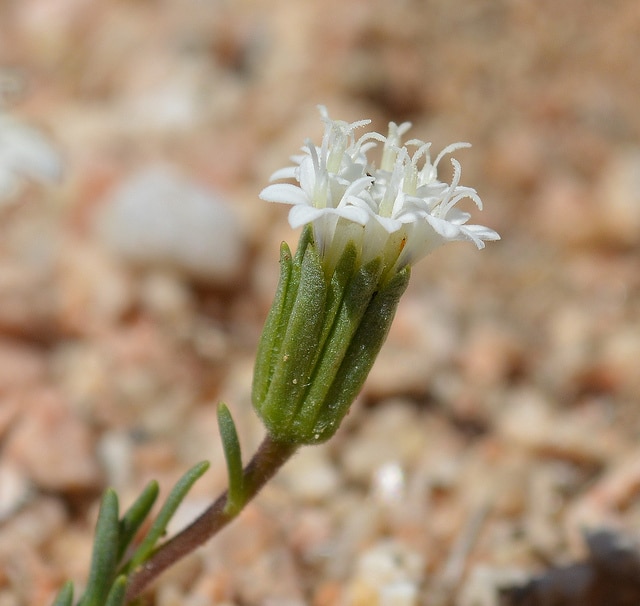 Chaenactis fremontii