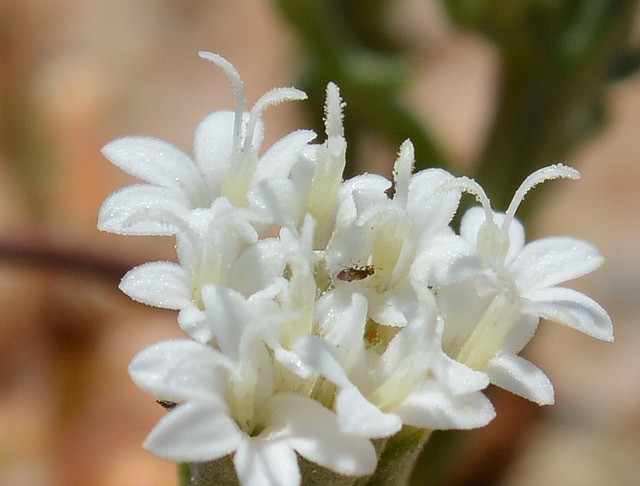 Chaenactis fremontii