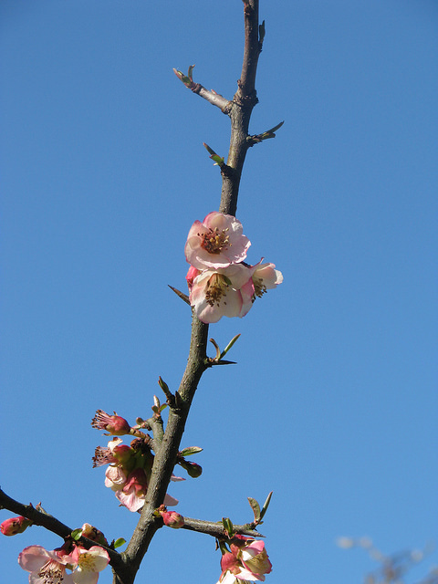 Chaenomeles cathayensis