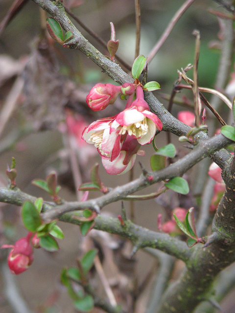 Chaenomeles cathayensis