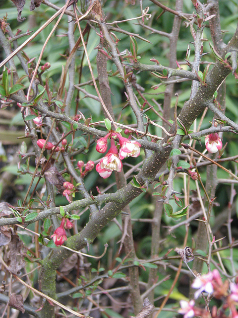 Chaenomeles cathayensis