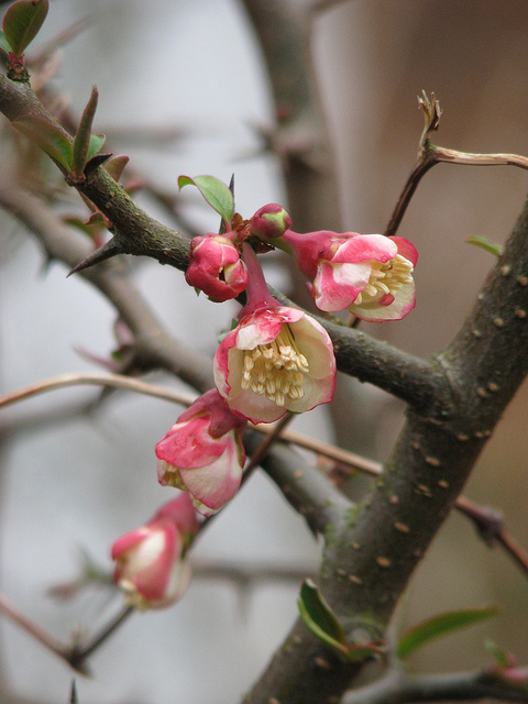 Chaenomeles cathayensis