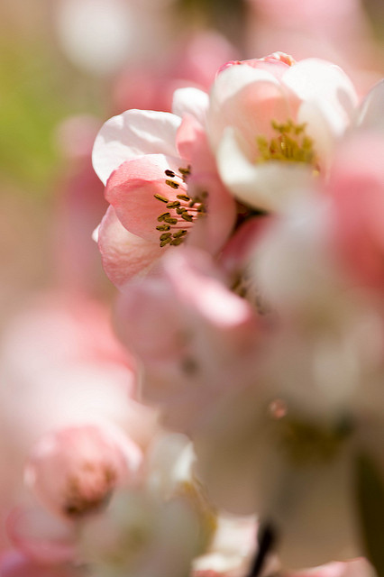 Cognassier à fleurs (Chaenomeles speciosa)