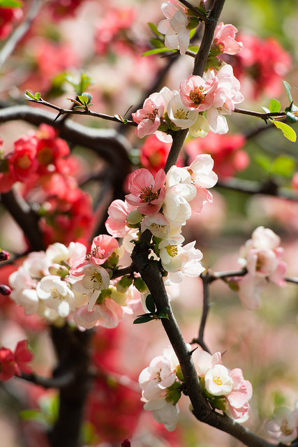 Cognassier à fleurs