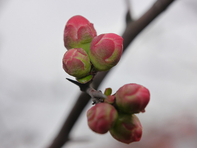 Cognassier à fleurs