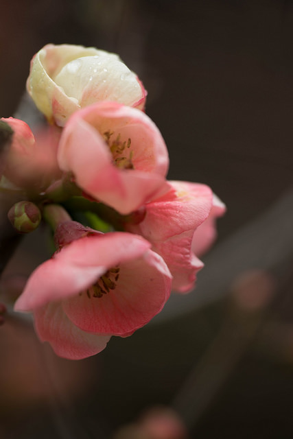 Cognassier à fleurs