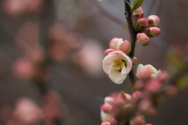 Cognassier à fleurs