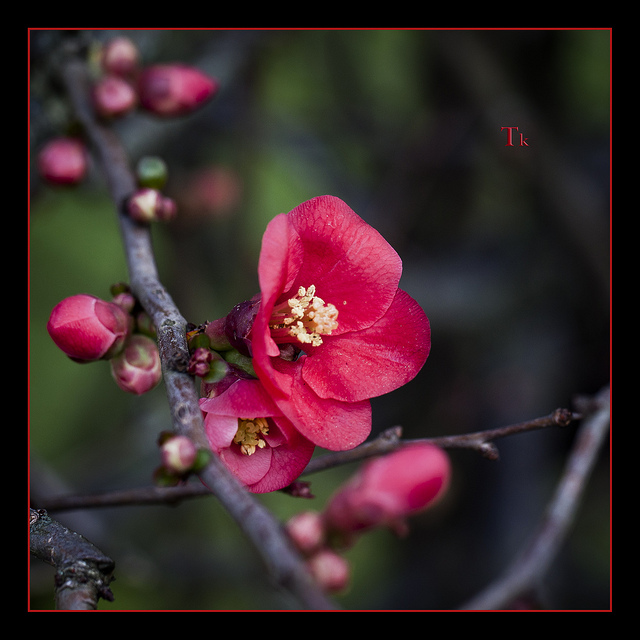 Cognassier à fleurs