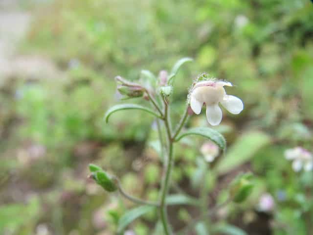 Chaenorhinum minus