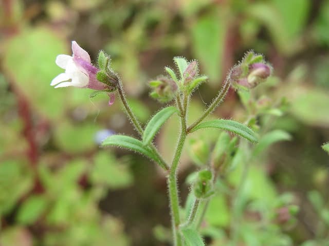 Chaenorhinum minus