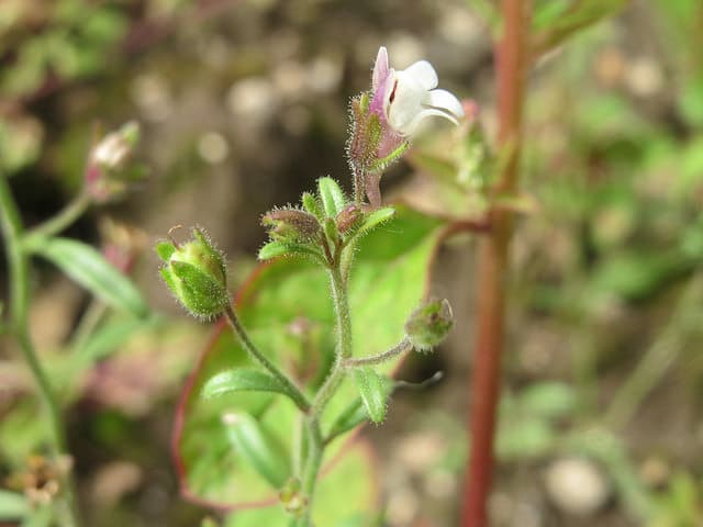 Chaenorhinum minus