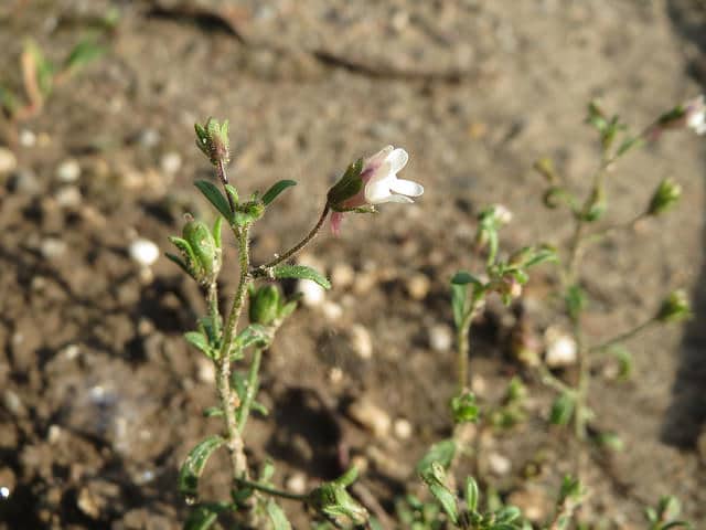 Chaenorhinum minus