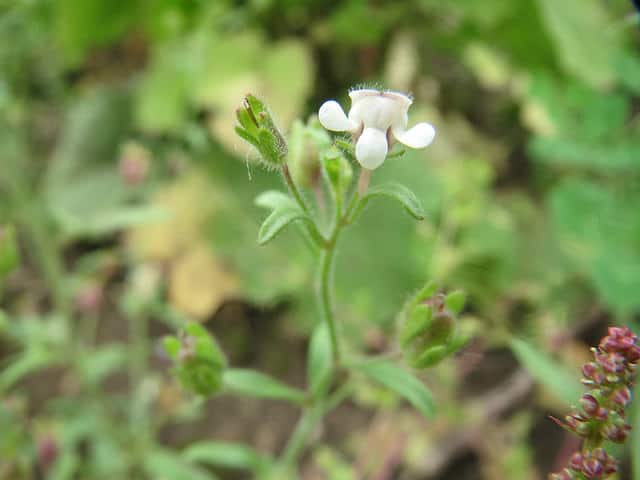 Chaenorhinum minus
