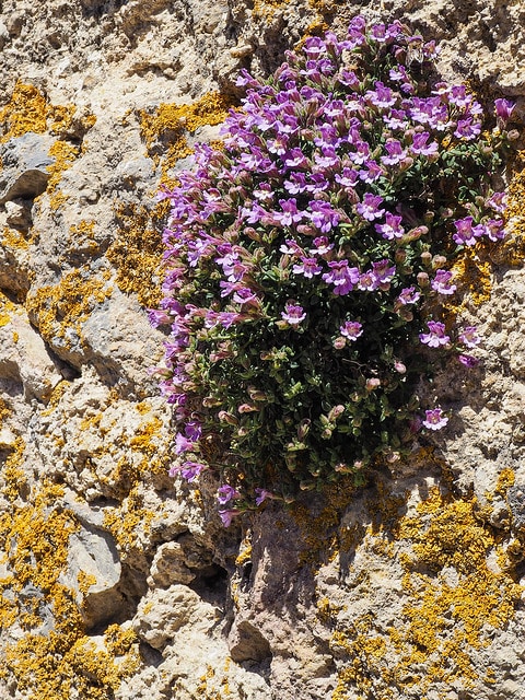 Chaenorhinum origanifolium