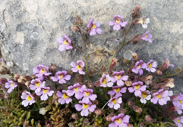 Chaenorhinum origanifolium