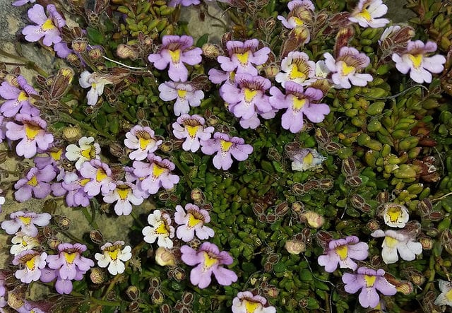 Chaenorhinum origanifolium