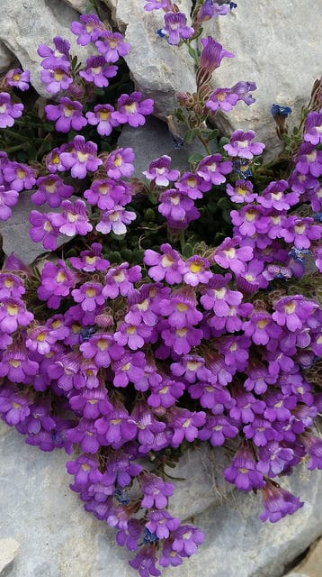 Chaenorhinum origanifolium