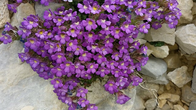 Chaenorhinum origanifolium