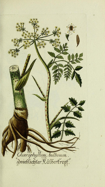 Cerfeuil tubéreux (Chaerophyllum bulbosum)