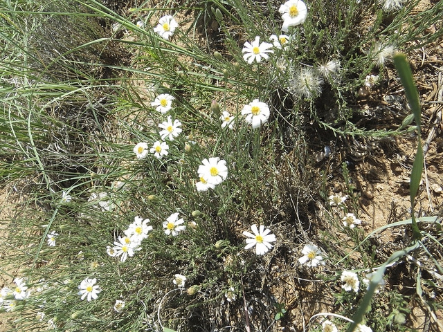 Chaetopappa ericoides (Chaetopappa ericoides)