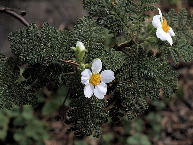 Chamaebatia foliolosa