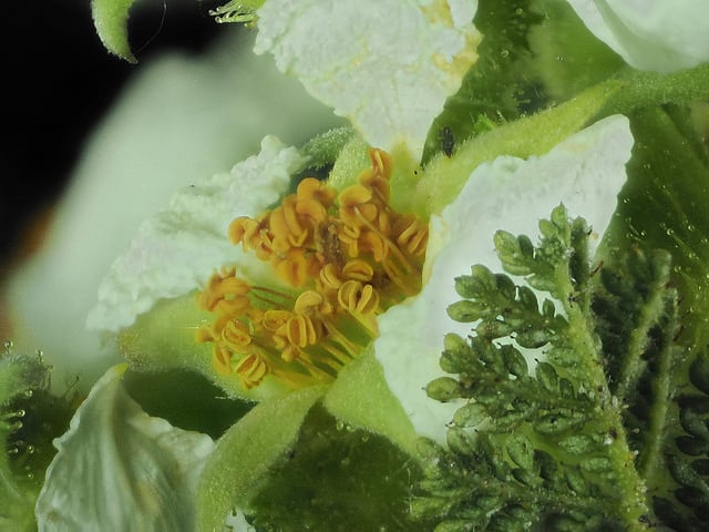 Chamaebatia foliolosa