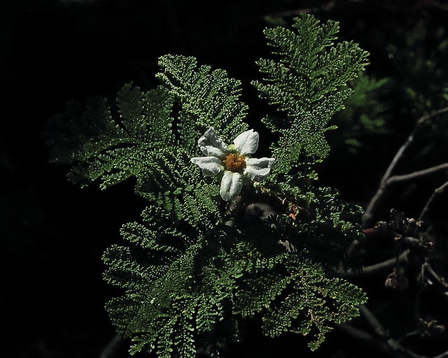 Chamaebatia foliolosa