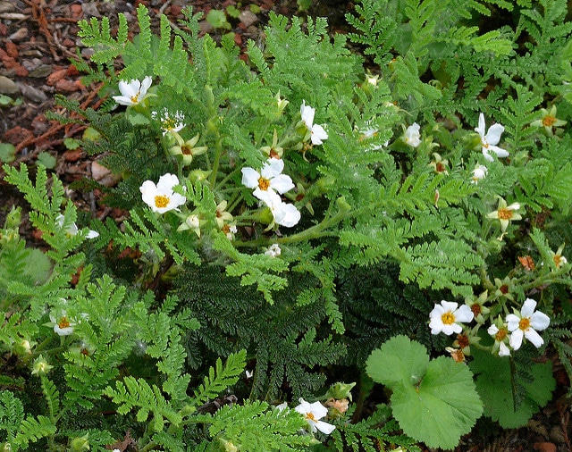 Chamaebatia foliolosa