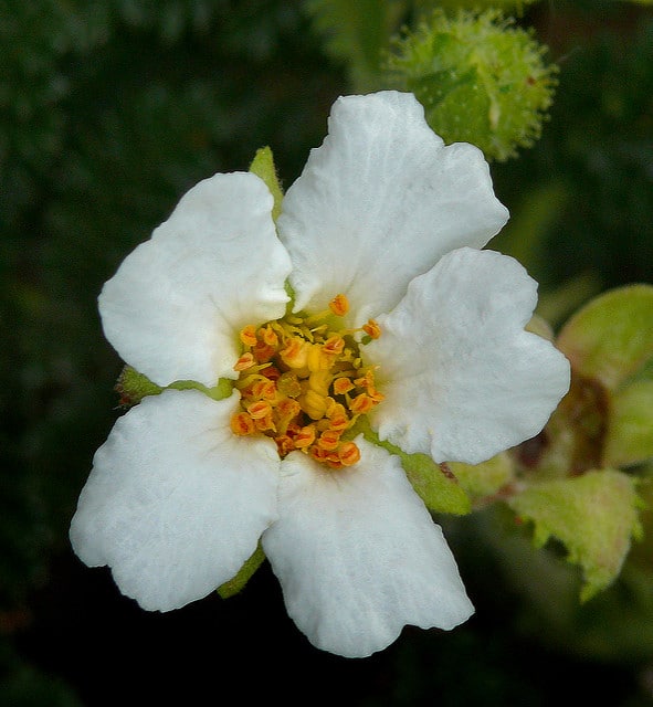 Chamaebatia foliolosa
