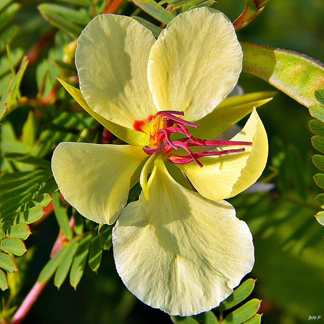 Chamaecrista fasciculata