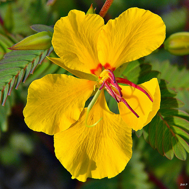 Chamaecrista fasciculata