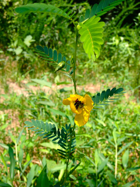 Chamaecrista fasciculata