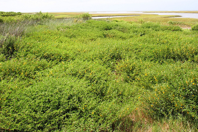 Chamaecrista fasciculata