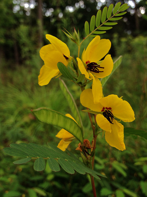 Chamaecrista fasciculata