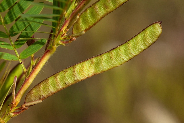 Chamaecrista nictitans
