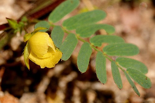Chamaecrista nictitans