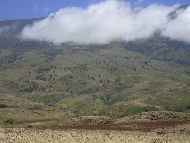 Chamaecrista nictitans