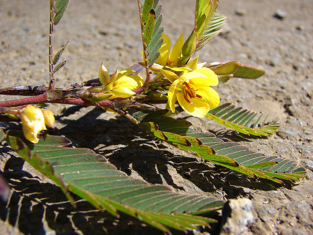 Chamaecrista nictitans