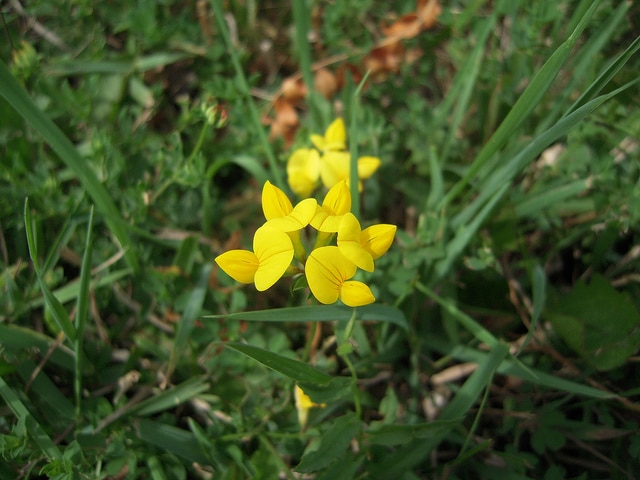 Chamaecrista nictitans