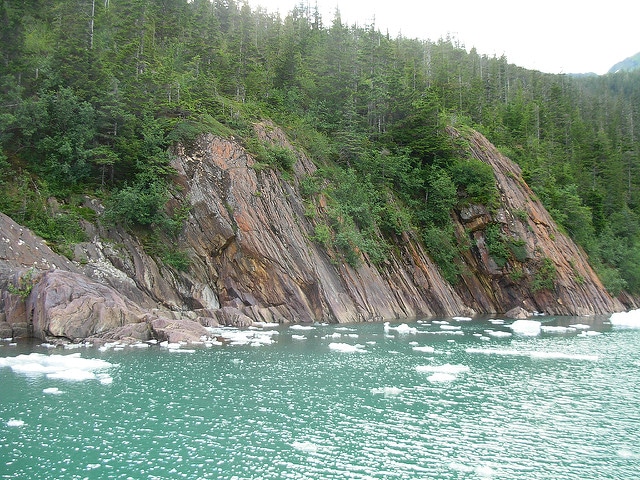 Cyprès de nootka