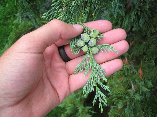 Cyprès de nootka (Chamaecyparis nootkatensis)