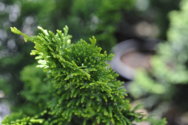 Cyprès hinoki