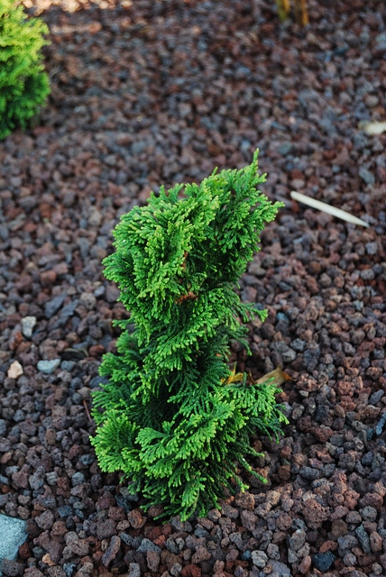 Cyprès hinoki