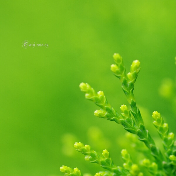 Cyprès hinoki