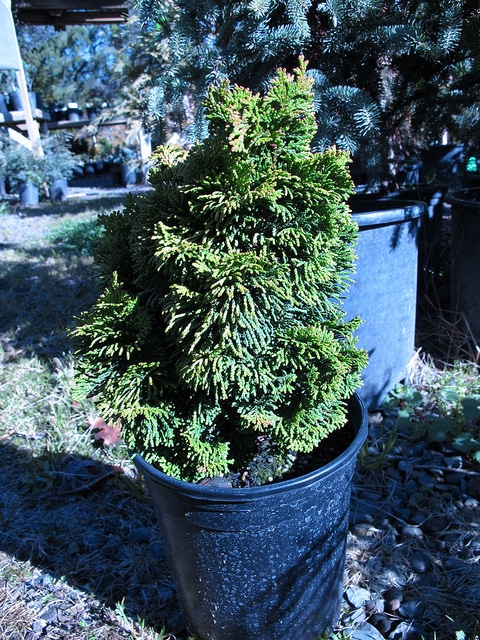Cyprès hinoki