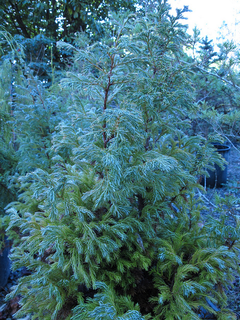 Faux cyprès sawara (Chamaecyparis pisifera)