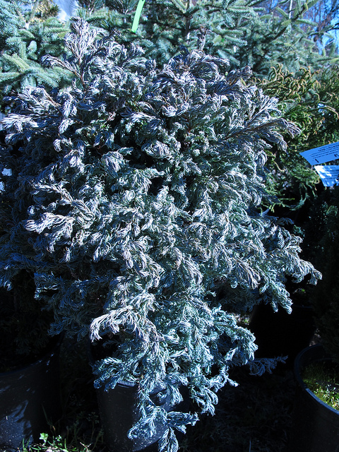 Faux cyprès sawara