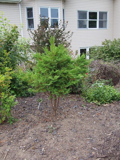 Faux thuya (Chamaecyparis thyoides)